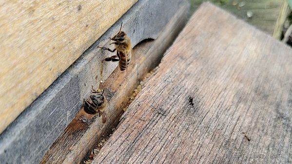 Bienen am Eingang Bienenstock