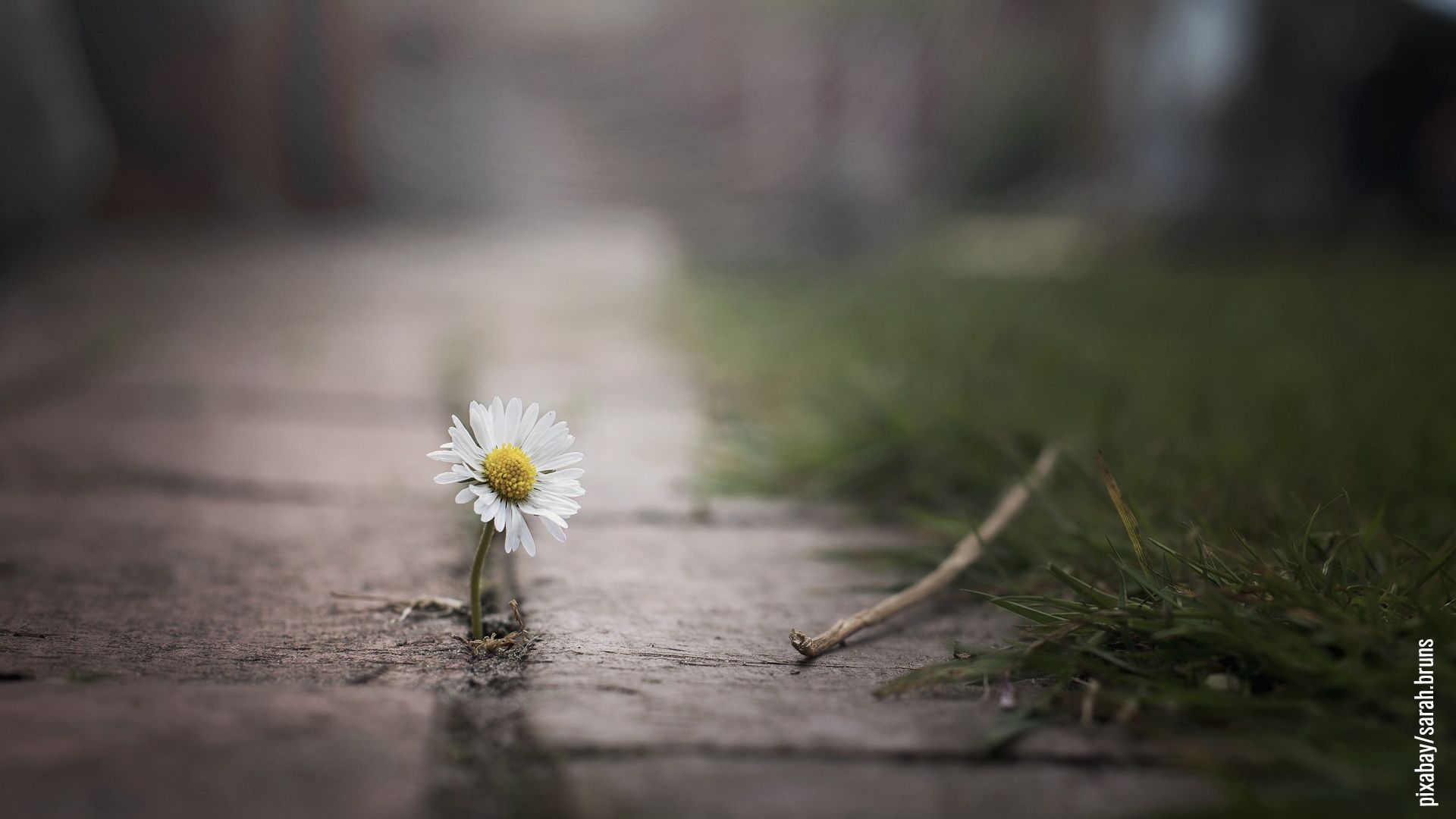 Gänseblümchen wächst am Wegesrand aus dem Strassenpflaster