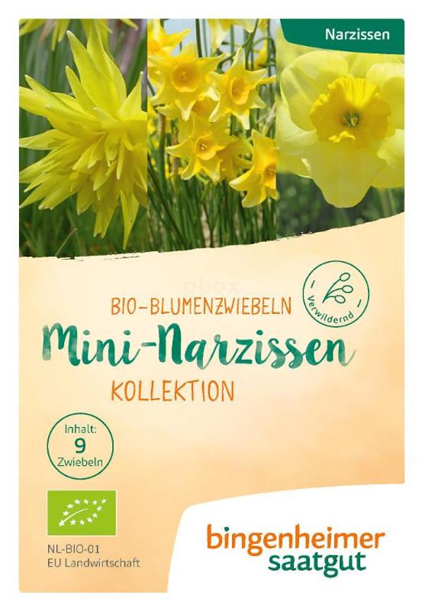 Produktfoto zu Mini Narzissen Kollektion Blumenzwiebeln