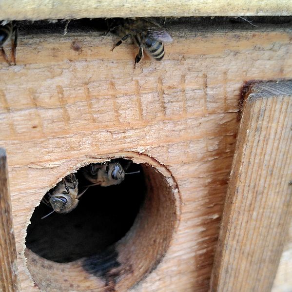 Bienen am Einflugloch Bienenstock