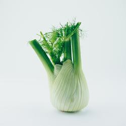 Produktfoto zu Fenchel