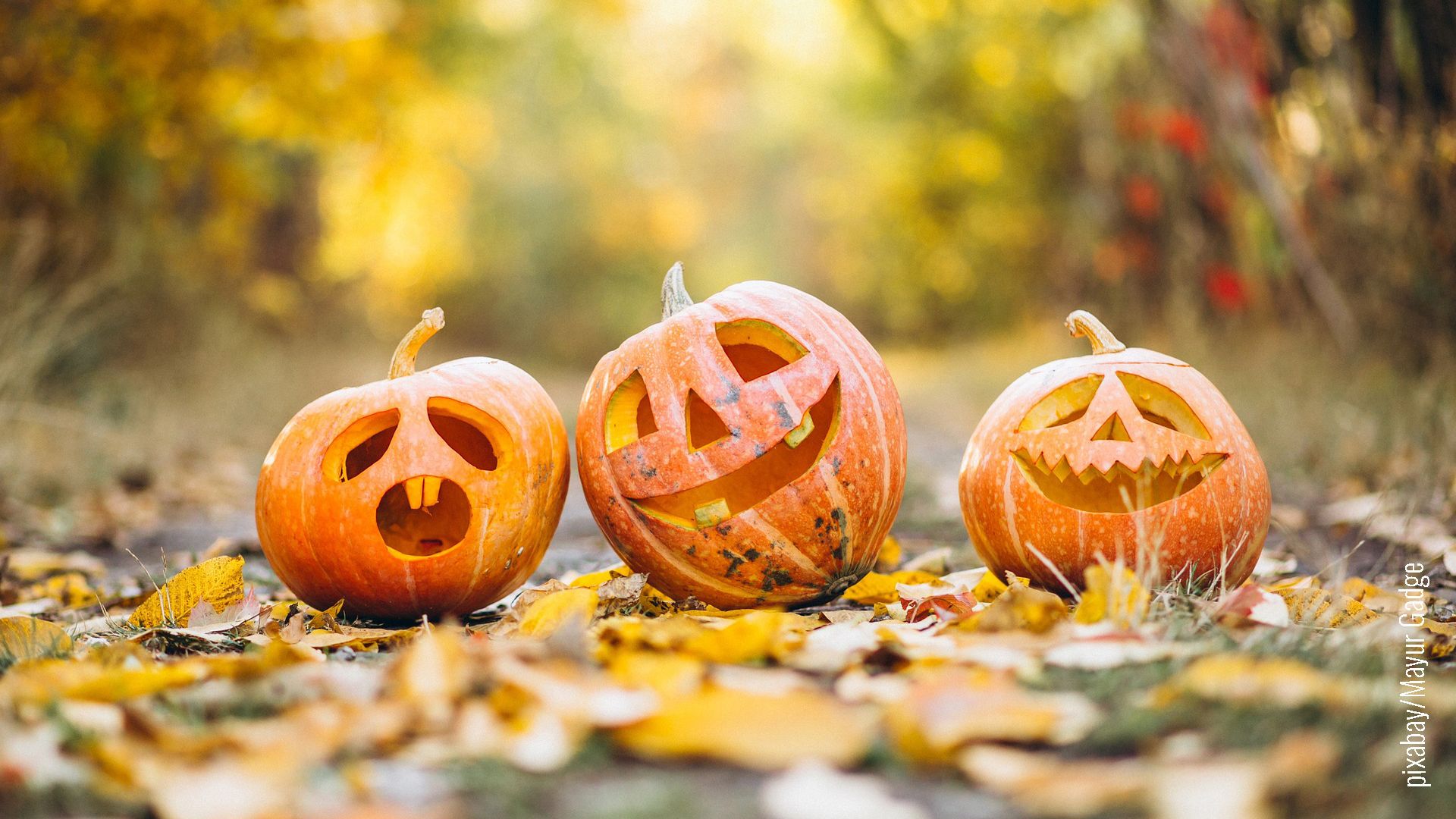 Drei beschnitzte Kürbisse bringen ein Ständchen zu Halloween