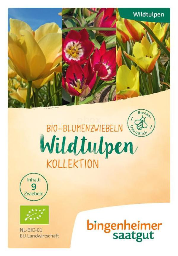 Produktfoto zu Wildtulpen Kollektion Blumenzwiebeln