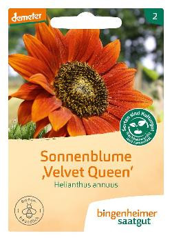 Produktfoto zu Saatgut Sonnenblume Velvet Queen