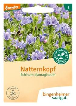 Produktfoto zu Saatgut Natternkopf Blume einjährig