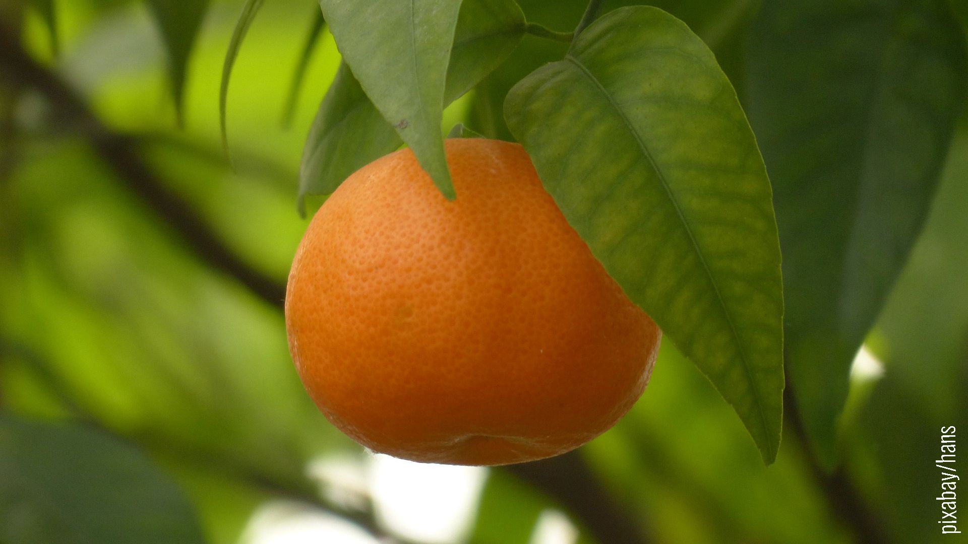 Clementine vollreif in orange am Baum hängend